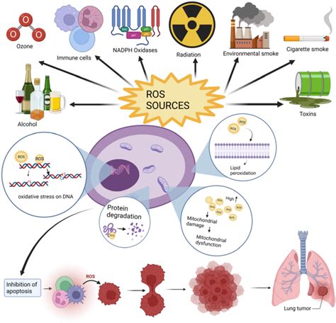 Implications Of Reactive Oxygen Species In Lung Cancer And Exploiting