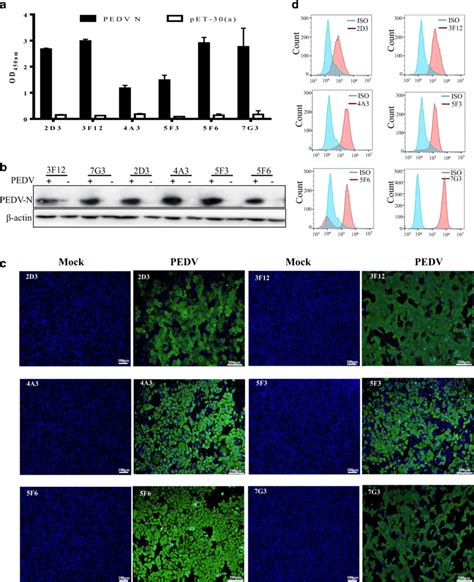 Functional Analysis Of Prepared MAbs A The 6 Prepared MAbs Were Used