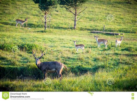 Deer Herd Stock Image Image Of Field Mammal Green 76166633