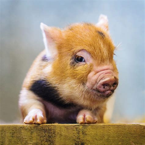 40 Adorable Pig Pictures To Make You Smile Reader S Digest