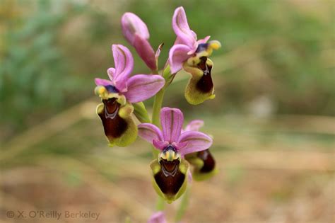 Bee orchids