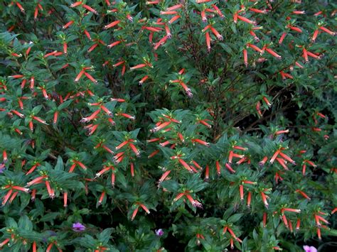 A Garden In Southwest Georgia Mexican Cigar Bush Cuphea Ignea