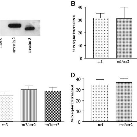 Effect Of Dominant Negative Arrestin On Internalization A