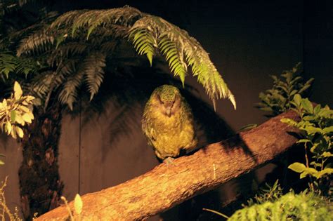 Kakapo Is The Most Helpless Rare Parrot On Earth