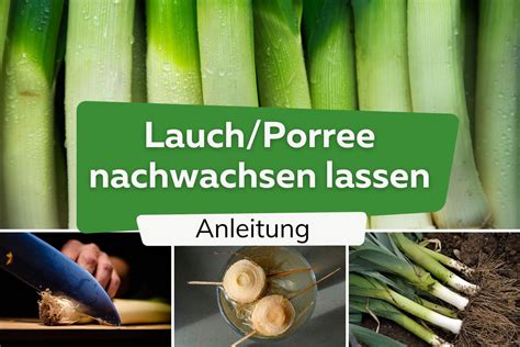 Porree Anbauen Lauch Pflanzen Von Der Aussaat Bis Zur Ernte Ziehen