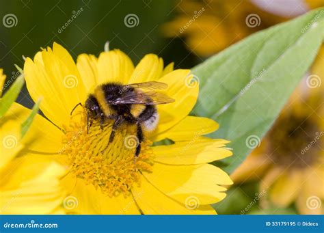 Bumblebee Pollination On Yellow Flower Stock Image Image Of Closeup