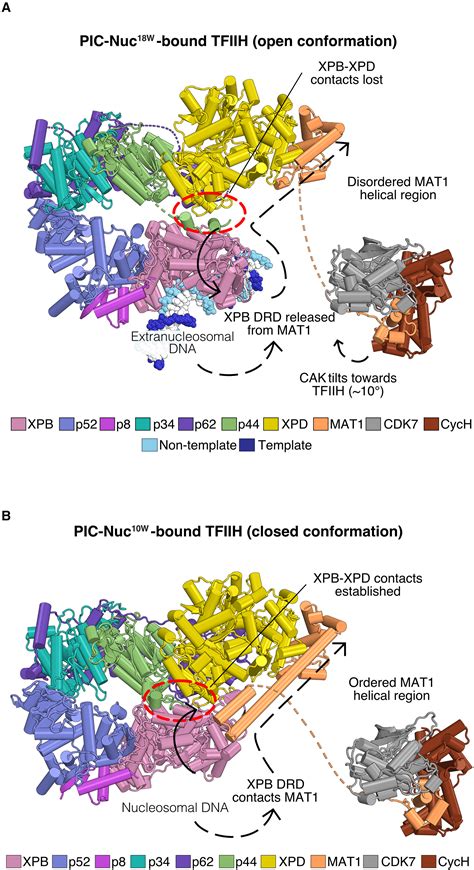 Structural Basis Of Transcription Reduction By A Promoter Proximal