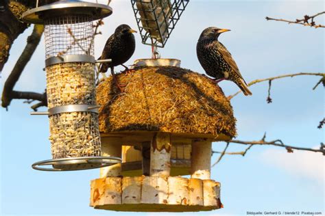 Vögel im Winter richtig füttern Garten Tipps Ratgeber