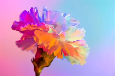 NEON FLOWERS :: Behance