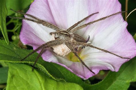 Nursery Web Spider And Egg Sac By Dr John Brackenburyscience Photo