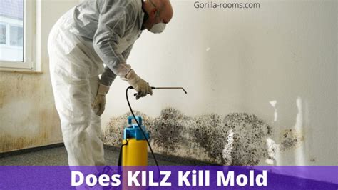 Does KILZ Kill Mold? (Explained!) » Gorilla Rooms