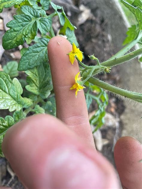 6 Tricks to Grow Big Tomatoes Indoors | Indoor Garden Web