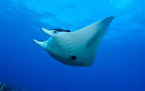 Giant Manta Ray - Oceana