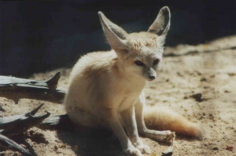 Desert Environment Fennec Fox Wild Creatures