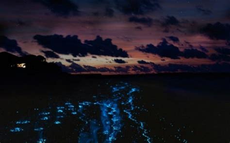 Bioluminescent Bay Kayak Tour in Fajardo, Puerto Rico