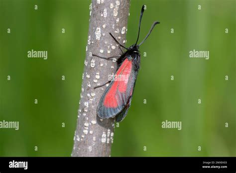 Moth The Transparent Burnet Zygaena Purpuralis Sitting On A Tree