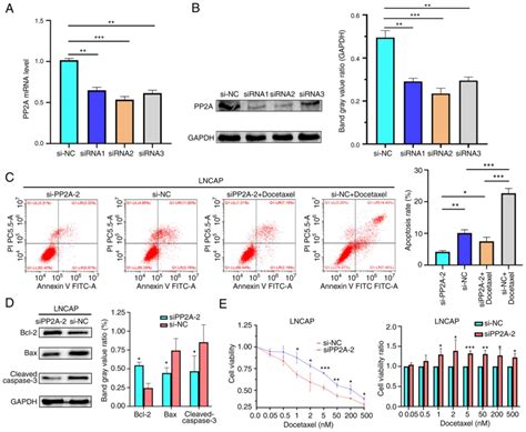 PP2A Promotes Apoptosis And Facilitates Docetaxel Sensitivity Via The