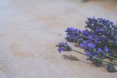 104,615+ Best Free Lavender flowers Stock Photos & Images · 100% ...