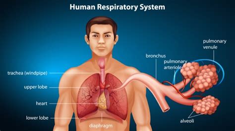 Respiratory System Flow Of Air