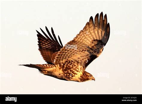 Red Tailed Hawk Juveniles Flying And Landing Stock Photo Alamy