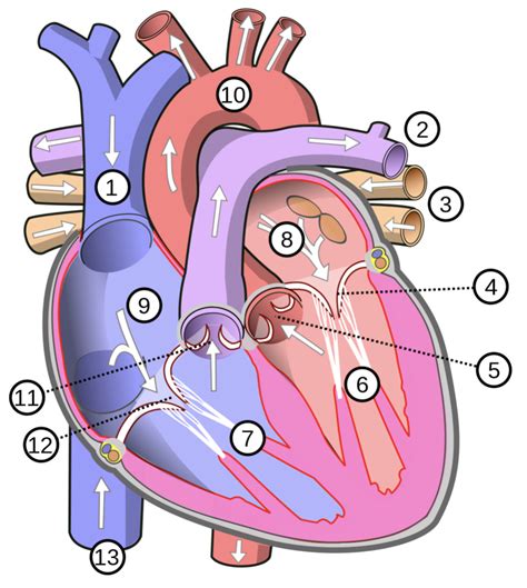 Circulatory System Diagram Quizlet