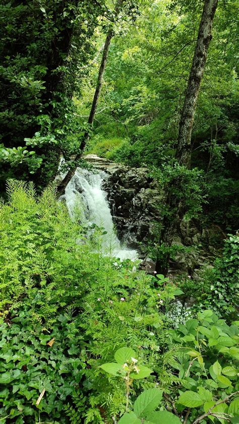 Alla Scoperta Della Flora Del Pratomagno