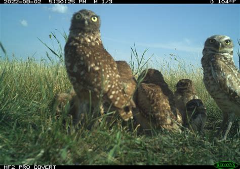 Five cool facts about burrowing owls | Wildlife Preservation Canada Blog