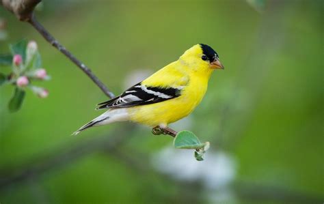 Yellow Finches American Goldfinch