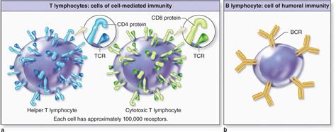 The Immune System And Lymphoid Organs Basicmedical Key