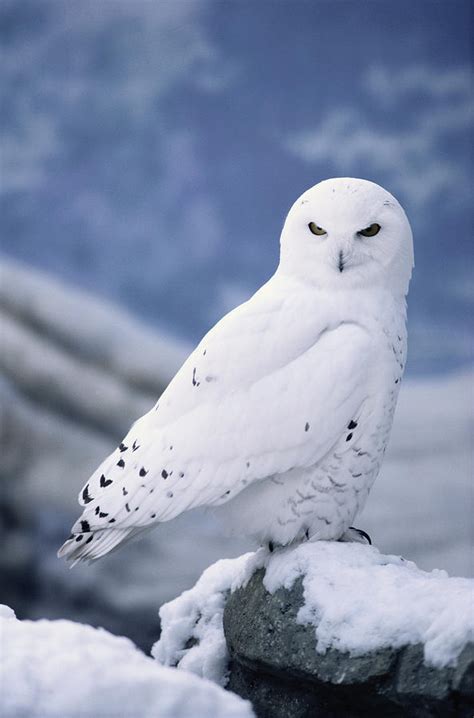 Snowy Owl Nyctea Scandiaca Perching On Photograph By Alan And Sandy Carey