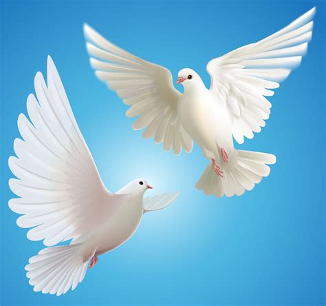 Doves Birds Clipart Flying