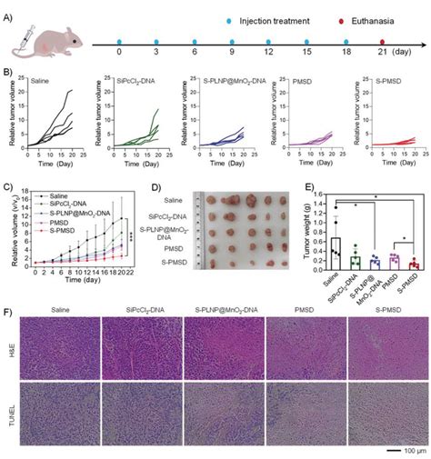 Tumor Suppression Effect In Vivo A Schematic Illustration Of Mcf‐7