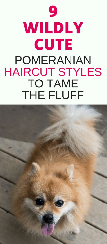 9 Wildly Cute Pomeranian Haircut Styles To Tame The Fluff