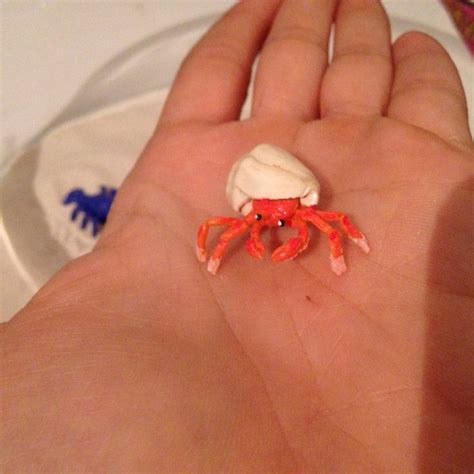 Hermit Crab Polymer Clay Miniature Made By Miriam Heindl Polymer