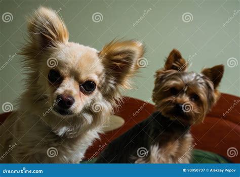 Happy Chihuahua Canine Cheerful Domestic Happiness Barking