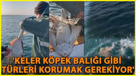 Çanakkale de Yakalanan Nesli Tehlikedeki Keler Cinsi Köpek Balığı