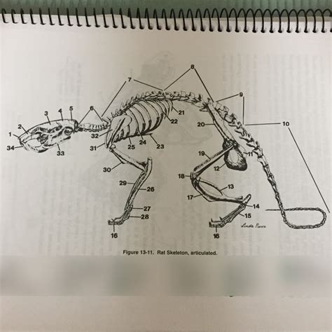 Biol Rat Skeleton Shoulder And Head Diagram Quizlet