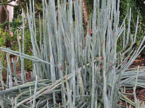 大戟科 Euphorbia lomelii 拖鞋大戟 Slipper Plant 10 July 2016 Adel Flickr