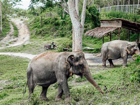 Elephant Green Sanctuary Park. Phuket Elephant Sanctuary Tour , Phuket elephant tour,