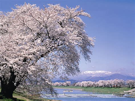 【2ページ目】【2024年最新】宮城県のお花見スポット10選 桜の見頃の時期から鑑賞する穴場・ライトアップが見れる場所までご紹介