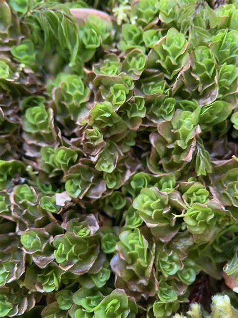 Treubia Tasmanica From Blue Tier Forest Reserve Weldborough Tas Au