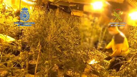 Desmantelan una plantación de marihuana con más de 300 plantas en una