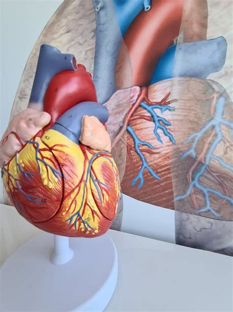 Anatomy Of Heart Human Heart Model And Cardiograph Closeup Stock Image Image Of Aorta