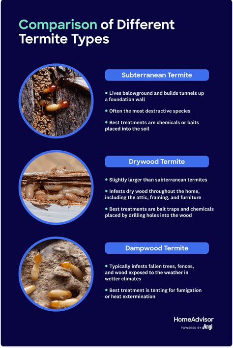 3 Different Termite Types Compared Including Subterranean Drywood