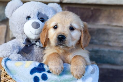 Marcy - My Golden Retriever Puppies