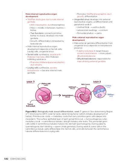 Puberty And Tanner Staging Video Causes And Meaning Osmosis