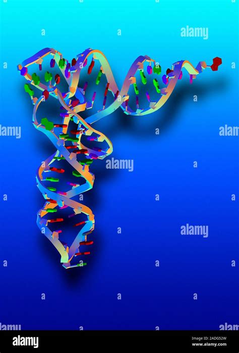 Transfer RNA Molecule Computer Artwork Of The Double Helix Of TRNA