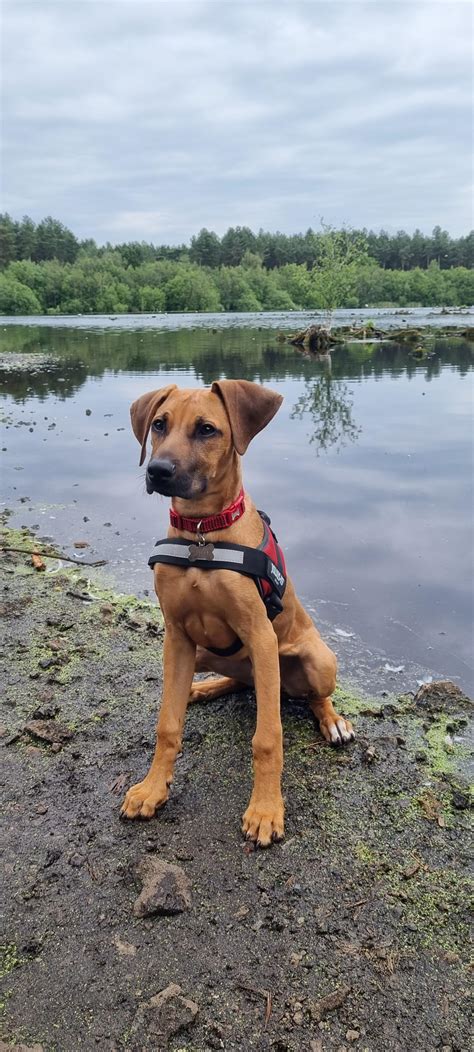 Rhodesian Ridgeback Animal Planet