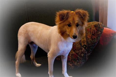 How To Shave A Long Haired Dog