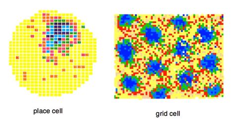 Human Grid Cells